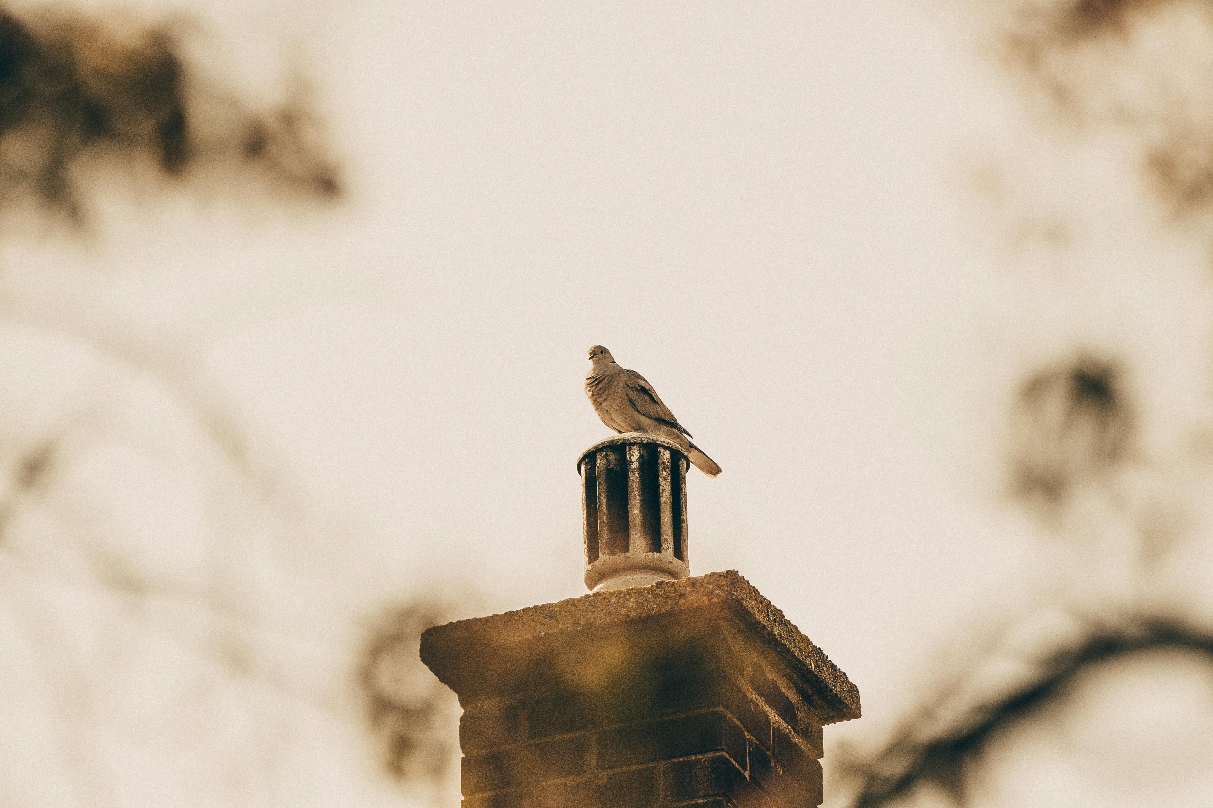 Professional Chimney Cap Installation Services in Lincolnwood, IL Expert Chimney Cap Installation in Lincolnwood, Illinois